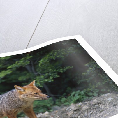 Patagonian Culpeo Fox Being Cautious by Anonymous