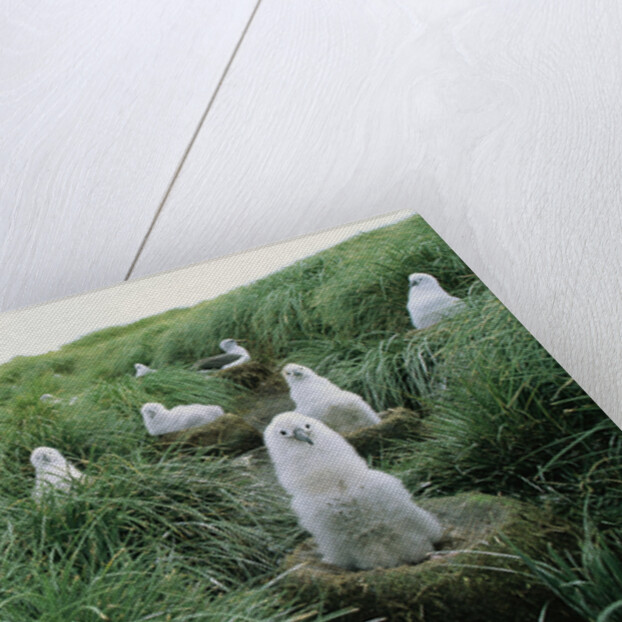 Gray-Headed Albatross Chicks Waiting in Nests by Anonymous