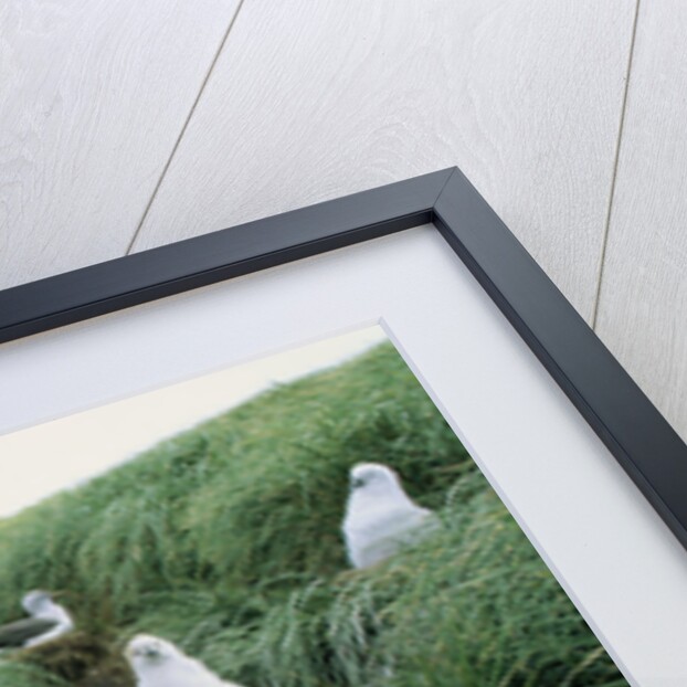 Gray-Headed Albatross Chicks Waiting in Nests by Anonymous