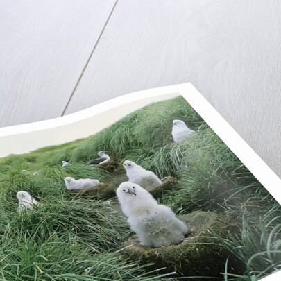 Gray-Headed Albatross Chicks Waiting in Nests by Anonymous