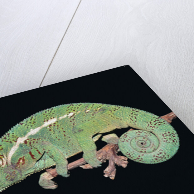 Panther Chameleon Clinging to Branch by Anonymous