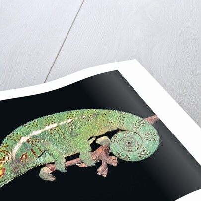 Panther Chameleon Clinging to Branch by Anonymous