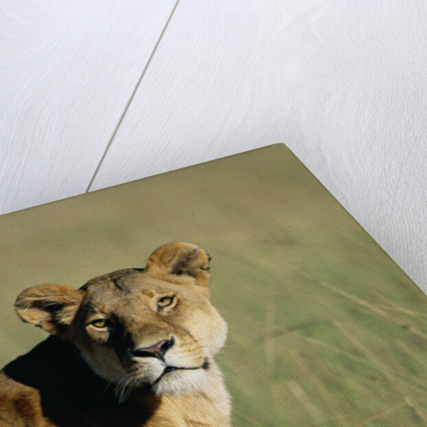 Lioness Sitting with Cubs by Anonymous