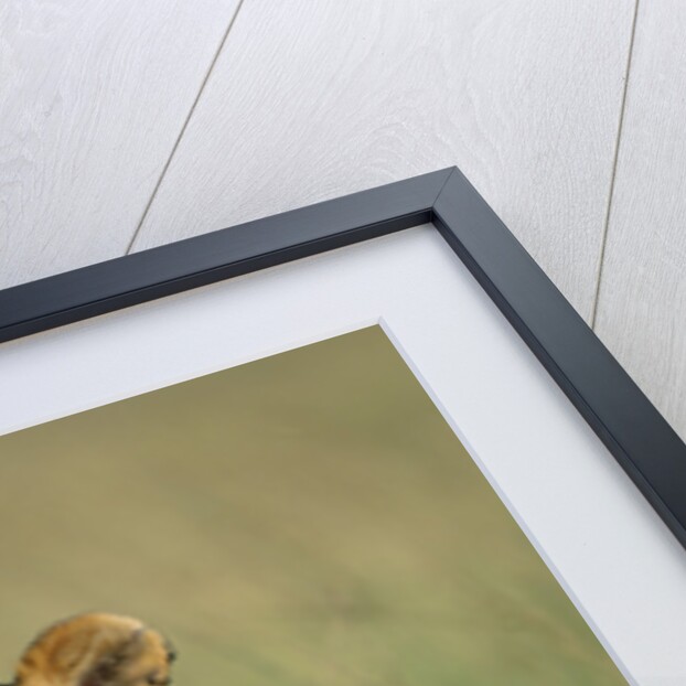 Lioness Sitting with Cubs by Anonymous