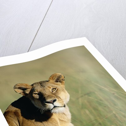 Lioness Sitting with Cubs by Anonymous