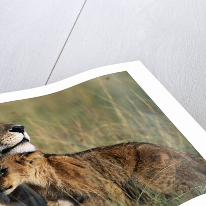 Lioness and Cub Resting on the Savanna by Anonymous