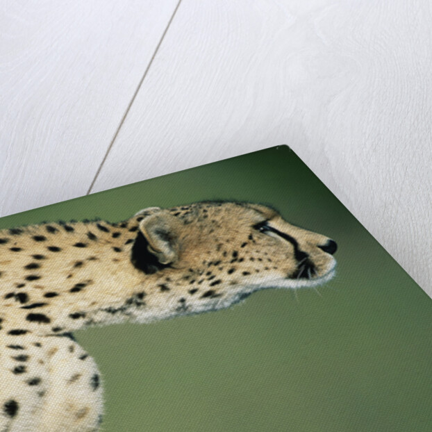 Alert Cheetah by Anonymous