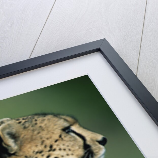 Alert Cheetah by Anonymous