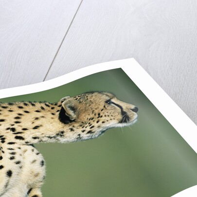 Alert Cheetah by Anonymous