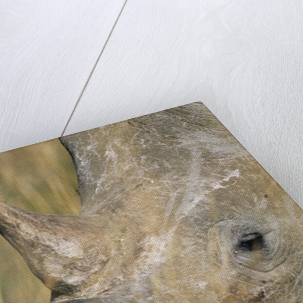 White Rhinoceros by Anonymous