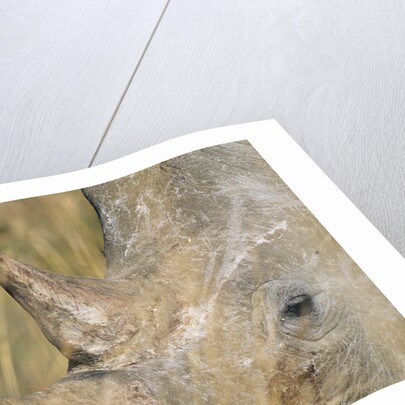 White Rhinoceros by Anonymous