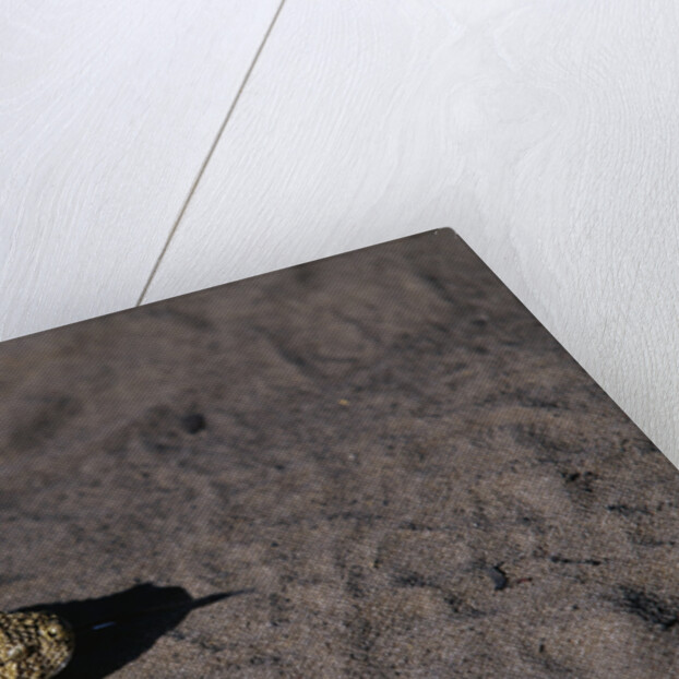 Puff Adder on Sand by Anonymous