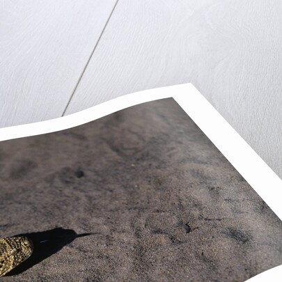Puff Adder on Sand by Anonymous