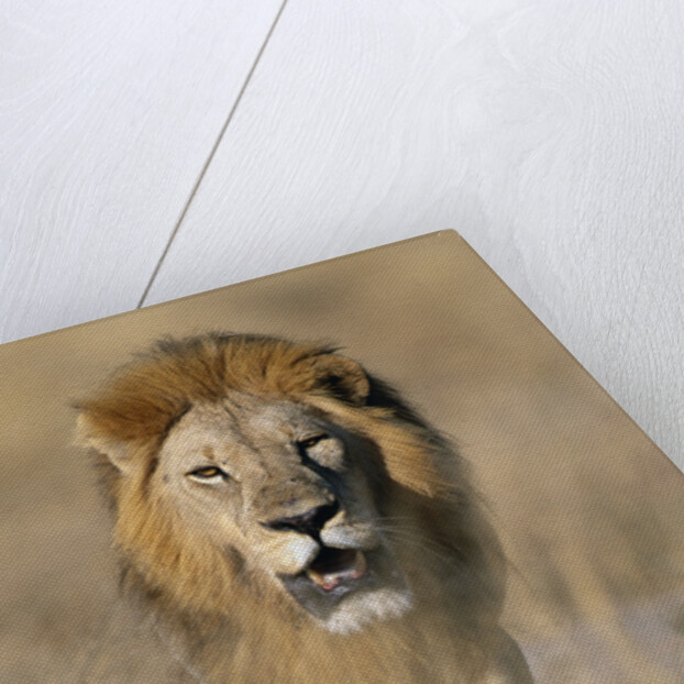 Male Lion Walking Through Grass by Anonymous