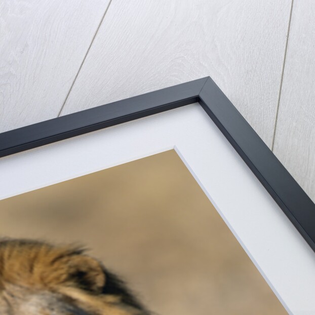 Male Lion Walking Through Grass by Anonymous