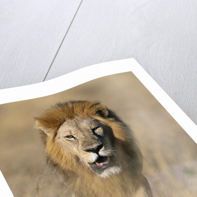 Male Lion Walking Through Grass by Anonymous