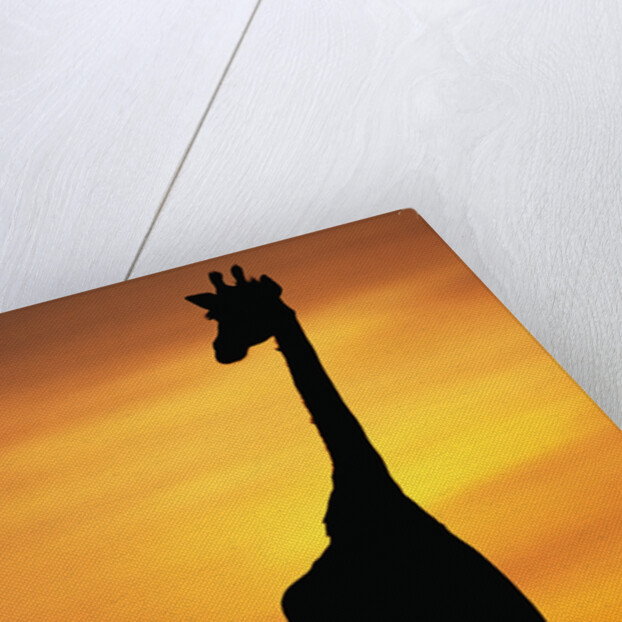 Giraffe Silhouetted at Sunset by Anonymous