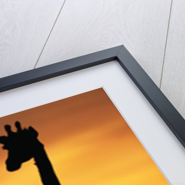 Giraffe Silhouetted at Sunset by Anonymous