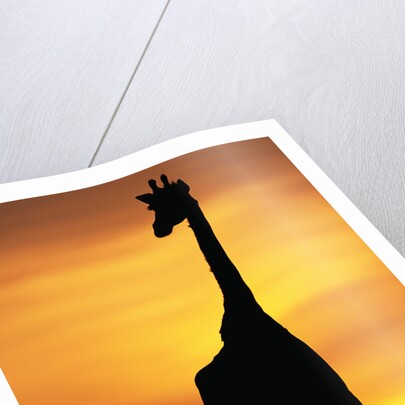 Giraffe Silhouetted at Sunset by Anonymous