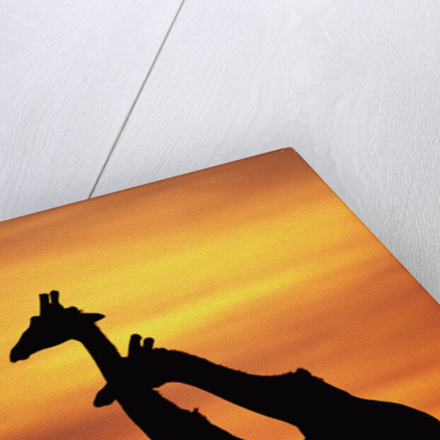 Giraffes Silhouettes at Sunset by Anonymous