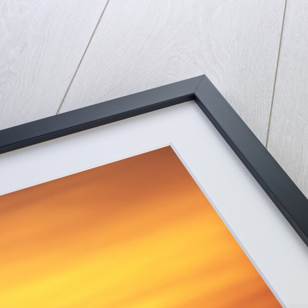 Giraffes Silhouettes at Sunset by Anonymous