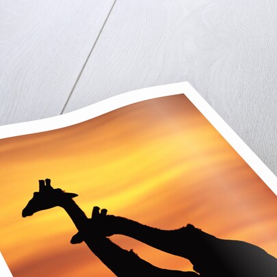Giraffes Silhouettes at Sunset by Anonymous