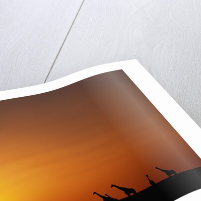 Giraffe Herd at Sunset by Anonymous
