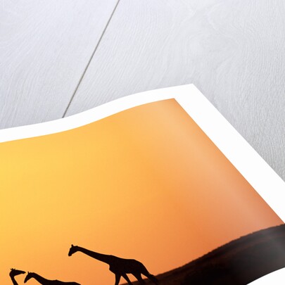 Giraffe Herd at Sunset by Anonymous