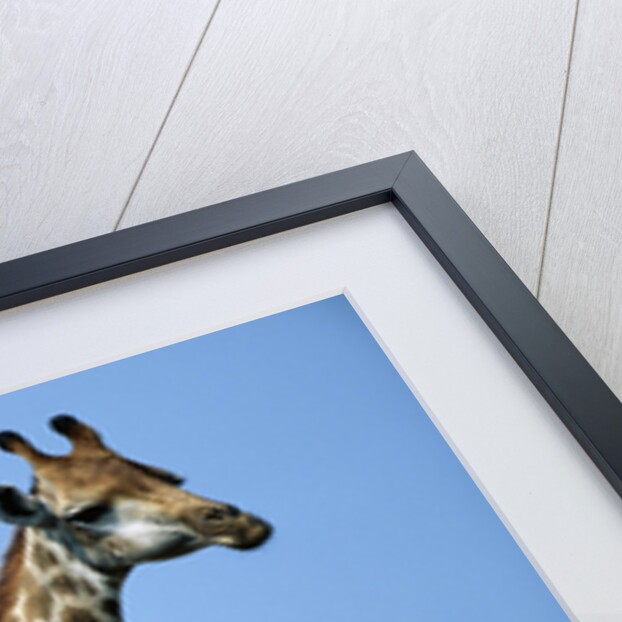 Two Giraffes Under Blue Sky by Anonymous
