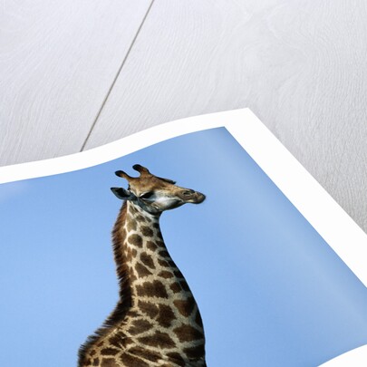 Two Giraffes Under Blue Sky by Anonymous