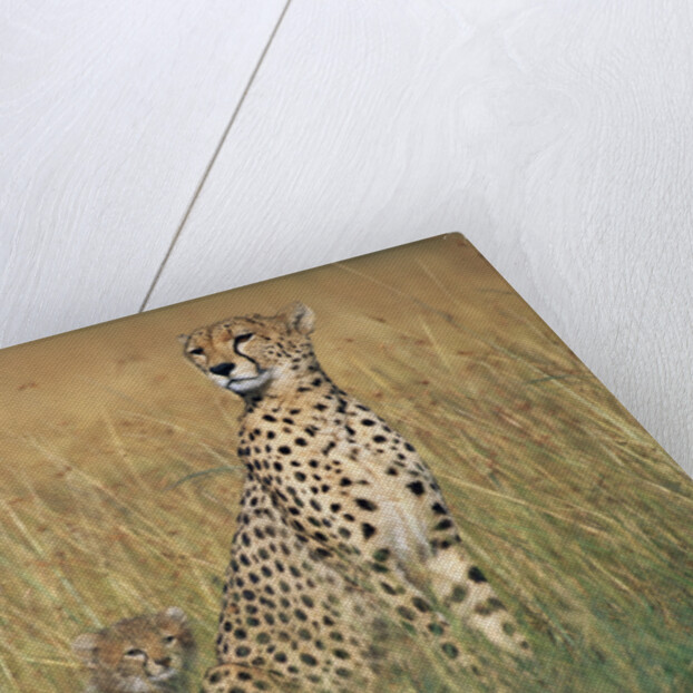 Cheetah with Cubs in Tall Grass by Anonymous