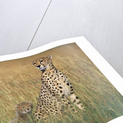 Cheetah with Cubs in Tall Grass by Anonymous