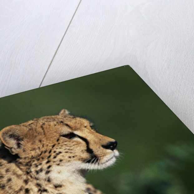 Two Cheetahs by Anonymous