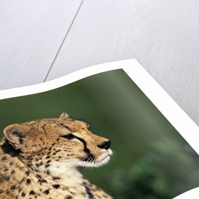 Two Cheetahs by Anonymous