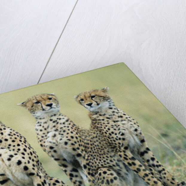 Four Cheetahs by Anonymous