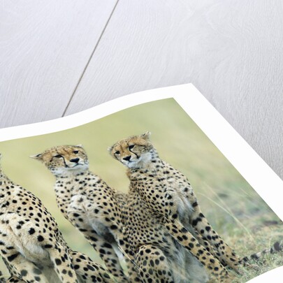 Four Cheetahs by Anonymous