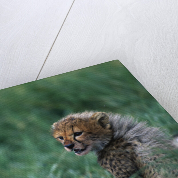 Cheetah Cub Lying in Grass by Anonymous