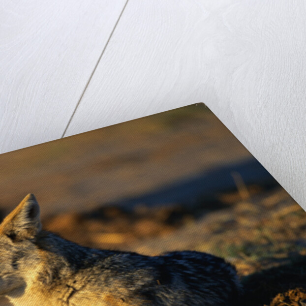 Blackbacked Jackal at Dawn by Anonymous