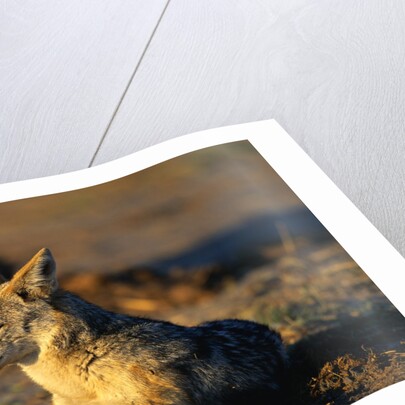 Blackbacked Jackal at Dawn by Anonymous