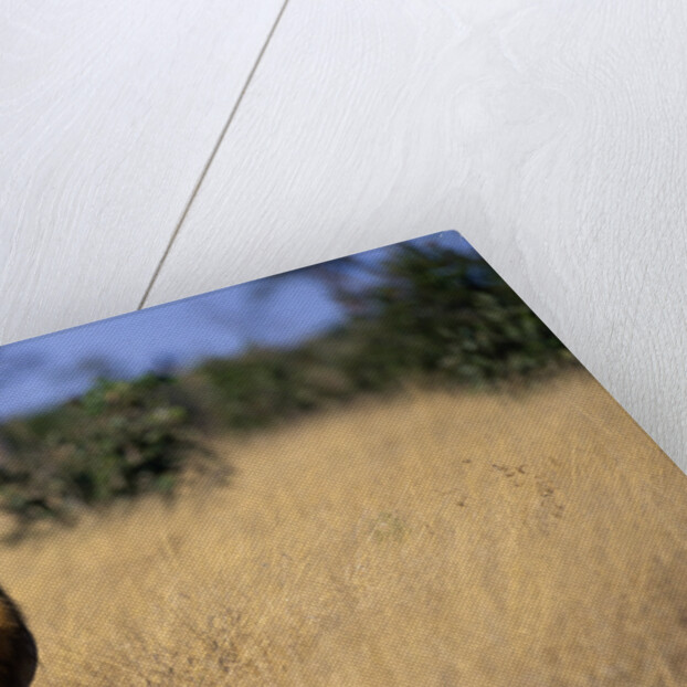 Lion Walking Through Grass by Anonymous