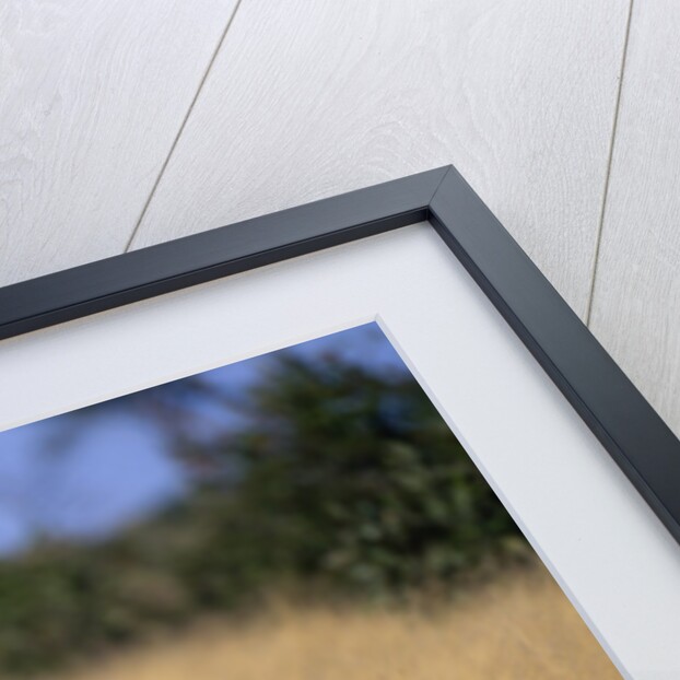 Lion Walking Through Grass by Anonymous