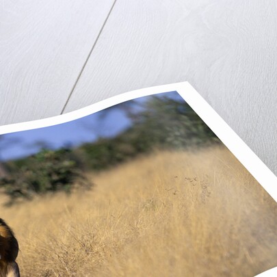 Lion Walking Through Grass by Anonymous