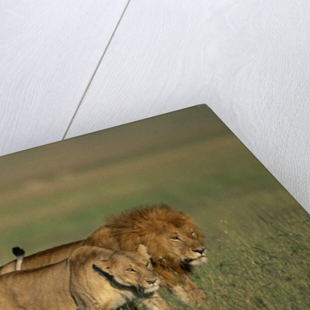 Male and Female Lion in Grass by Anonymous