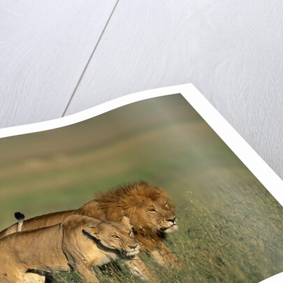 Male and Female Lion in Grass by Anonymous