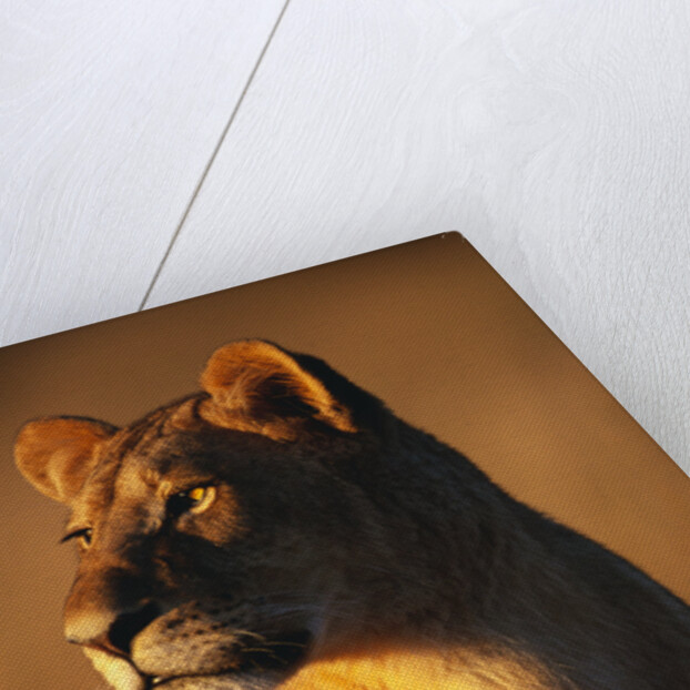 Female Lion by Anonymous