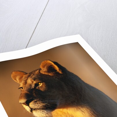 Female Lion by Anonymous