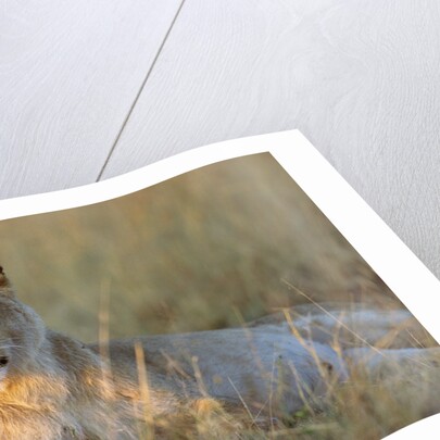 Female Lion Resting by Anonymous