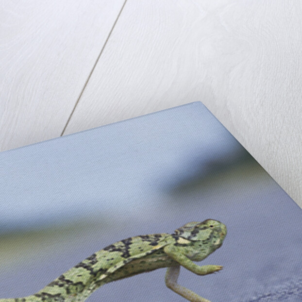 Flap-Necked Chameleon Runs Across a Road by Anonymous