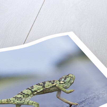 Flap-Necked Chameleon Runs Across a Road by Anonymous