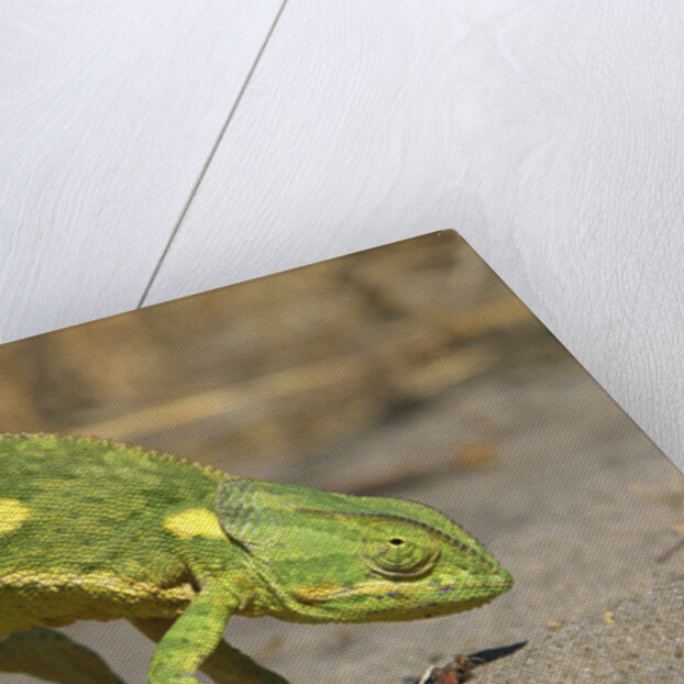 Flap-Necked Chameleon by Anonymous